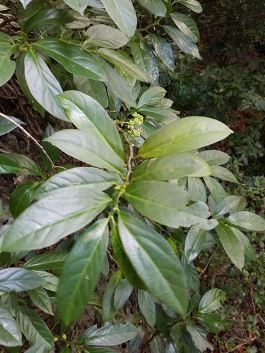 Procris pedunculata