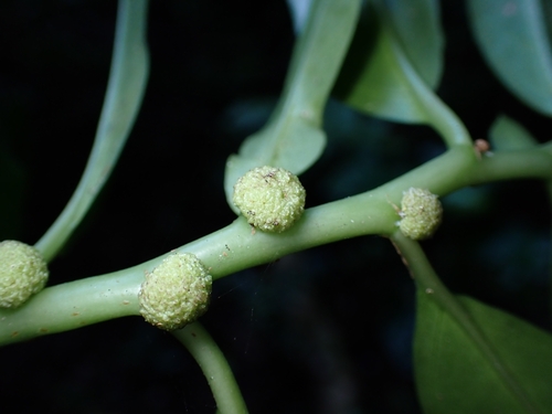 Procris pedunculata