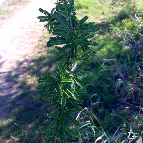 Prosopis affinis