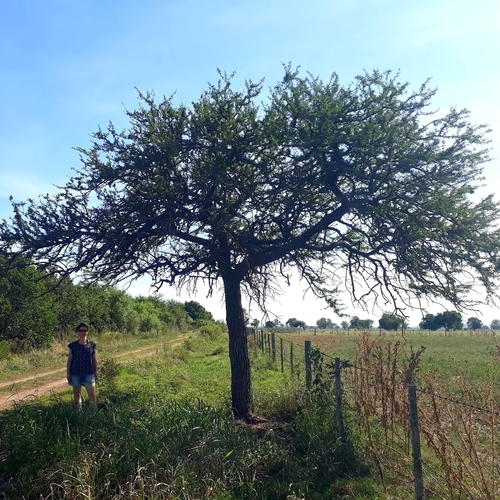 Prosopis affinis