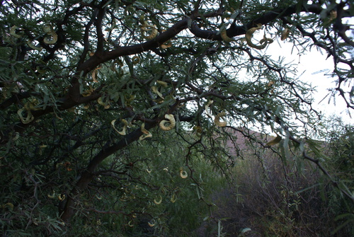 Prosopis alba