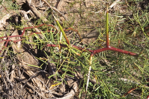 Prosopis alpataco