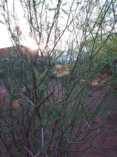 Prosopis argentina
