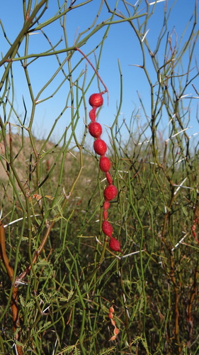 Prosopis argentina
