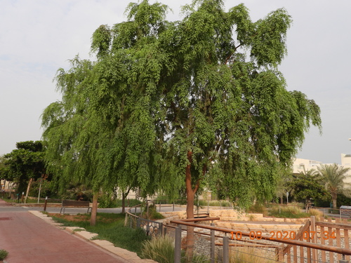 Mesquite
