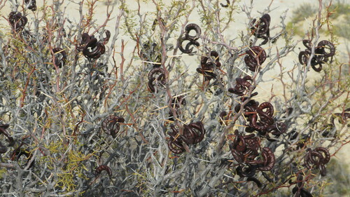 Prosopis denudans