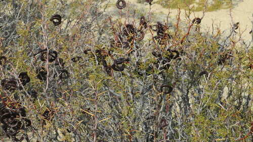 Prosopis denudans
