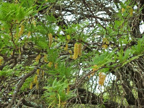 Prosopis dulcis