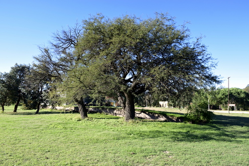 Prosopis dulcis