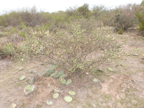Prosopis elata