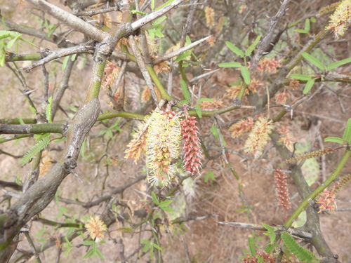 Prosopis elata