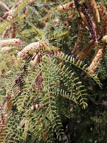 Prosopis flexuosa