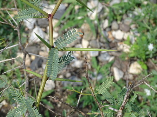 Prosopis laevigata
