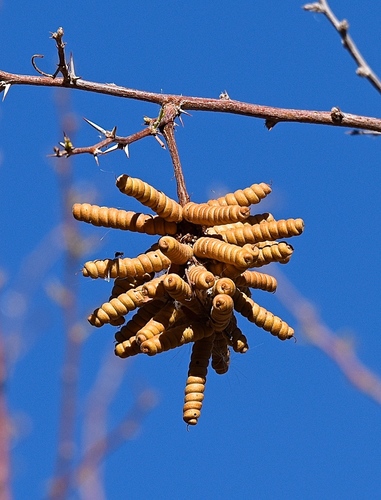 Prosopis pubescens
