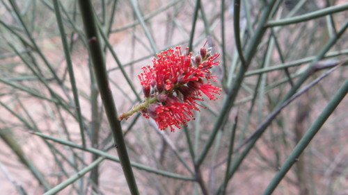 Prosopis sericantha