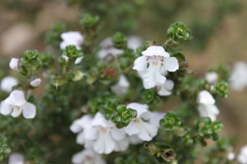 Prostanthera cuneata