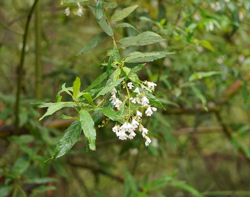 Prostanthera lasianthos