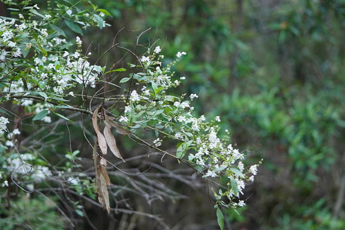 Prostanthera lasianthos