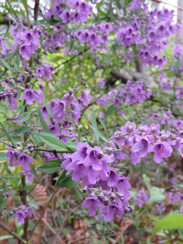Prostanthera ovalifolia