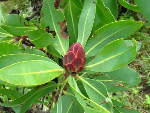 Protea angolensis