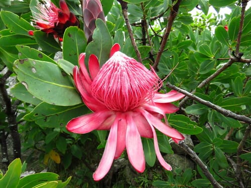 Protea angolensis