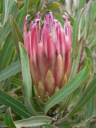 Protea burchellii