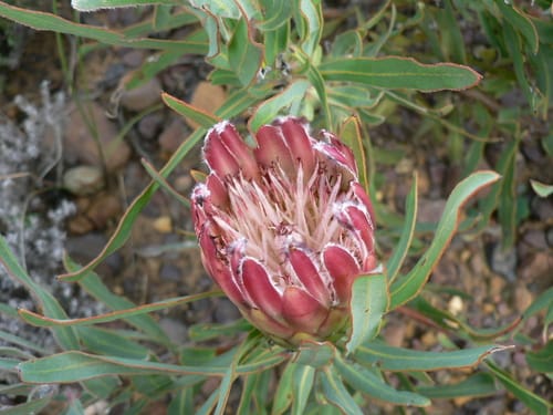 Protea burchellii