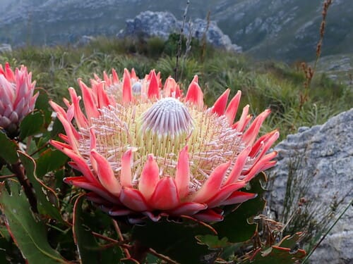 Protea cynaroides