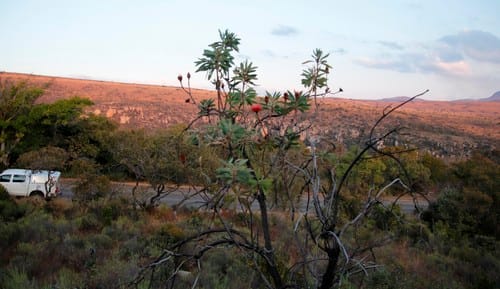 Protea gaguedi