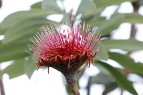 Protea gaguedi