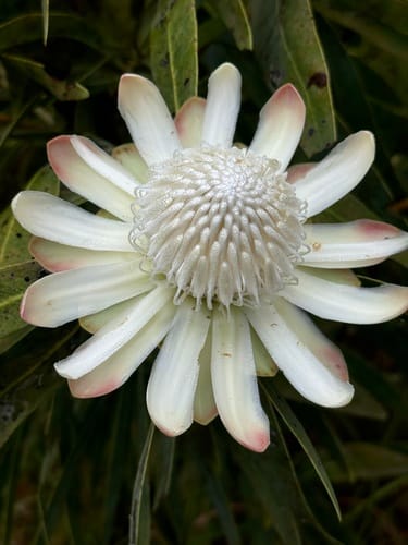 Protea madiensis