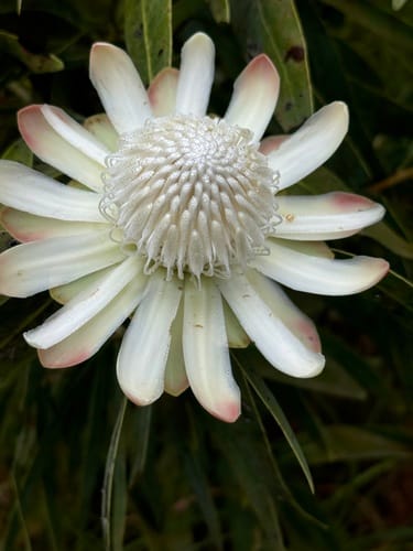 Protea madiensis