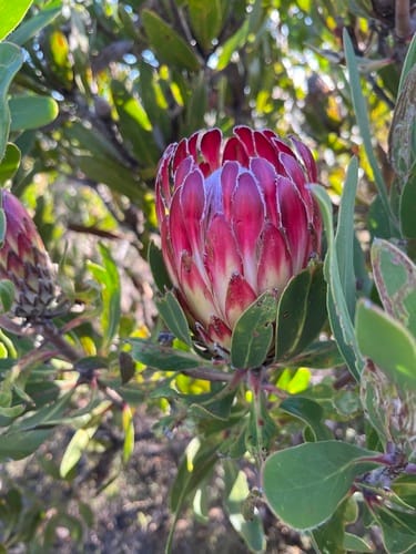 Protea obtusifolia