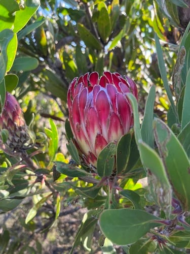 Protea obtusifolia