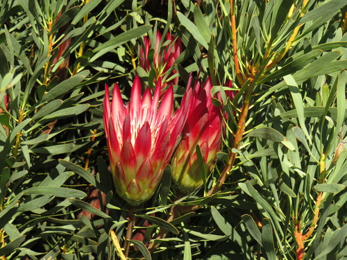 Protea repens