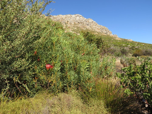 Protea repens