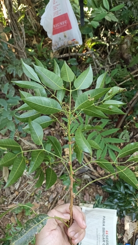 Protium kleinii