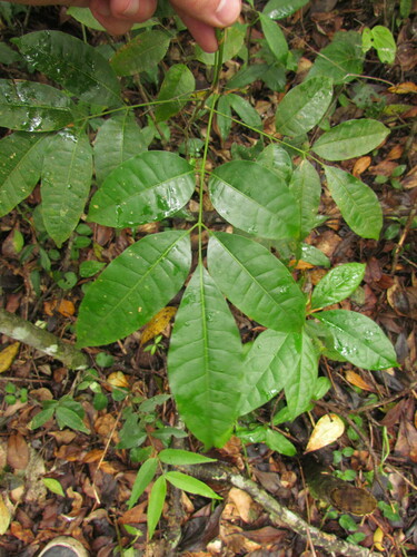 Protium kleinii