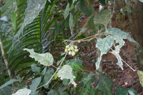 Protium panamense