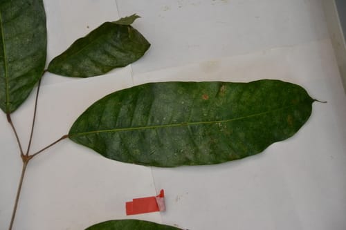 Protium tenuifolium