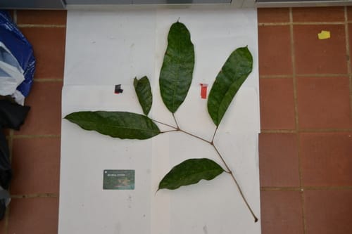 Protium tenuifolium