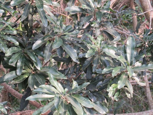 Protorhus longifolia