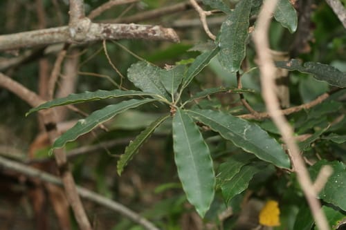 Protorhus longifolia