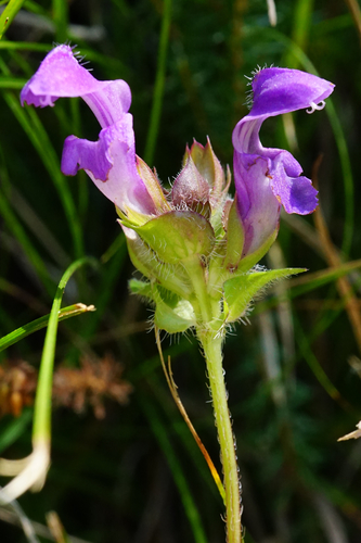 Prunella grandiflora