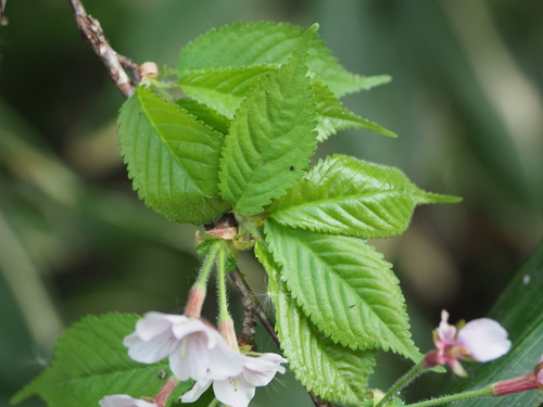 Prunus apetala