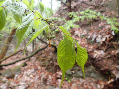 Prunus apetala