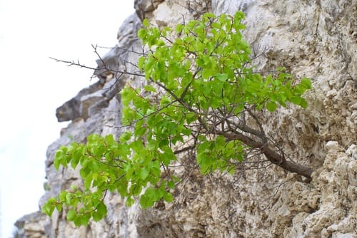 Prunus armeniaca
