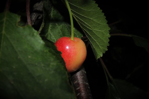 Prunus avium