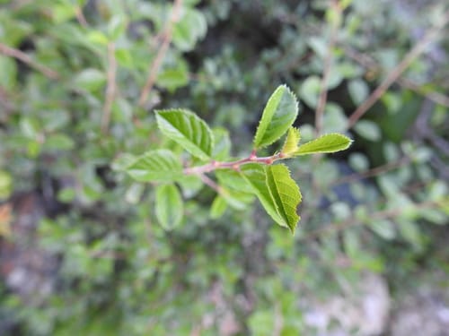 Prunus bifrons