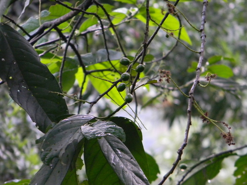 Prunus brachybotrya
